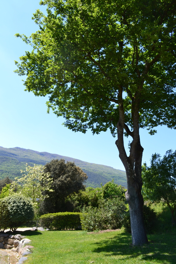 Quercus robur