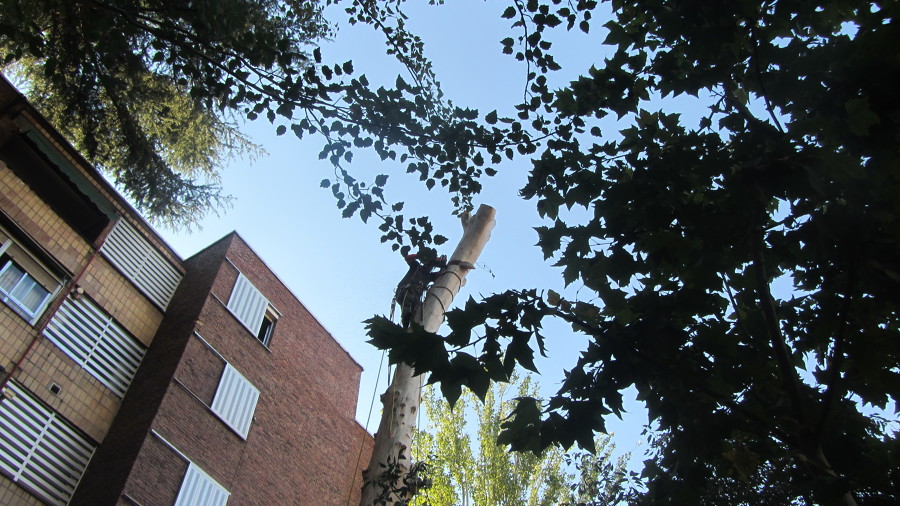 Reduccion de altura del arbol