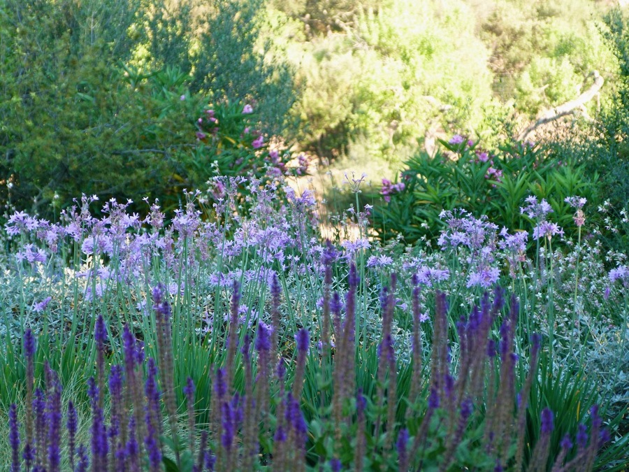 Salvia y Thulbagia