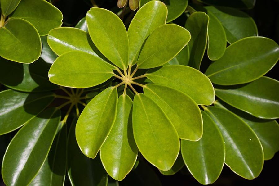 Scheflera