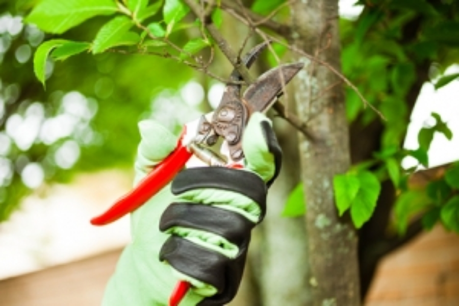 Servicios de jardinería