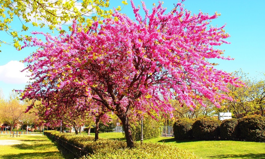 Cómo Plantar Y Cuidar Tu Árbol Del Amor Ideas Paisajistas