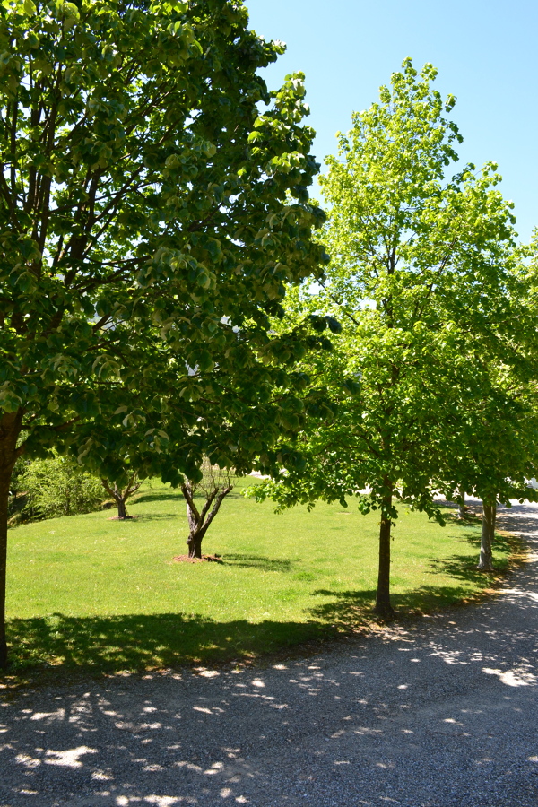 Tilia cordata