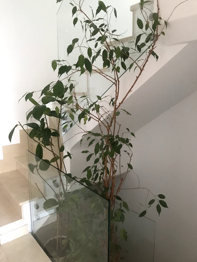 Vegetación a modo de patio en escalera