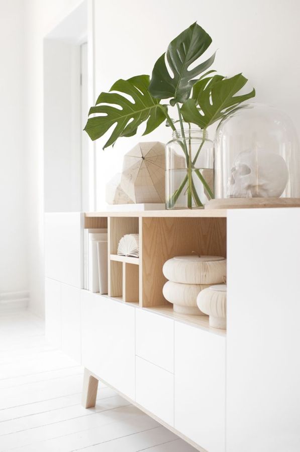 hojas ficus