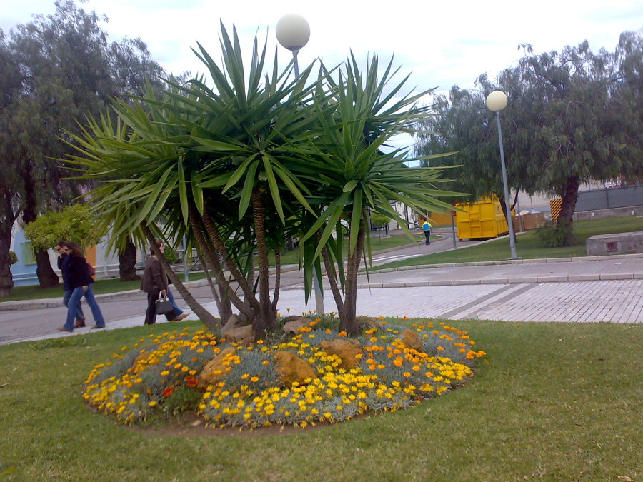 Yuca y Gazanias