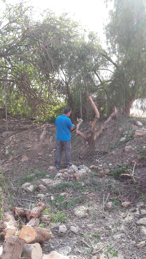 Limpieza y Poda del Jardin | Ideas Manitas