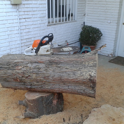 base del tronco
