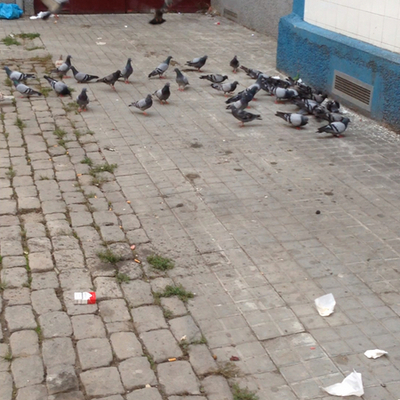 Control De Aves