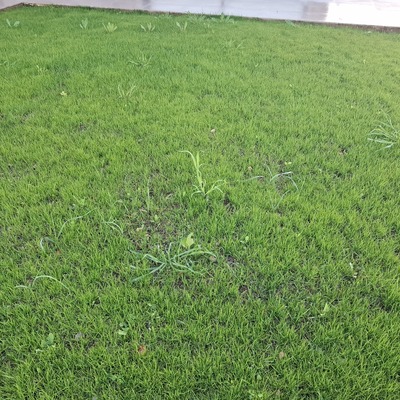 Creciendo