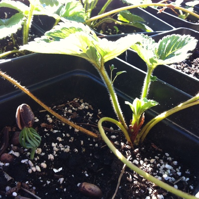 Plantar 