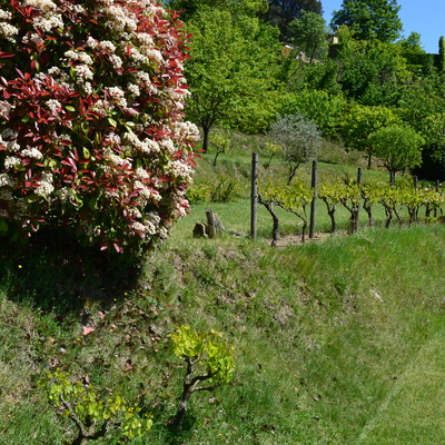 Photinia