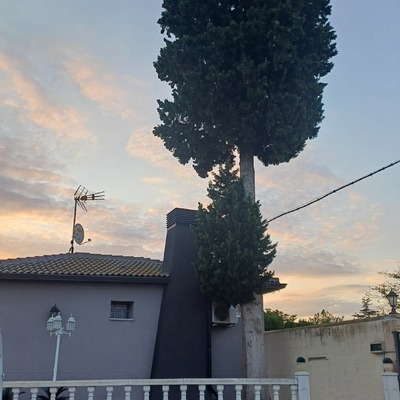 Tala