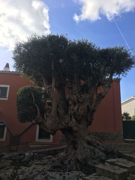 Binixica