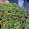 Cubierta vegetal chalet