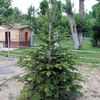 Abies nordmanniana