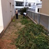 Antes exterior