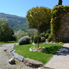 Árbol de júpiter