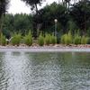 Bambú, lago