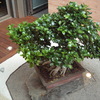 Bonsai sobre laja de pizarra
