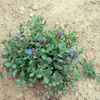 Ceratostigma plumbaginoides