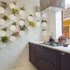 Cocina con plantas