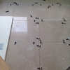 Colocación solería baño con crucetas niveladoras