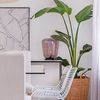 Comedor con planta