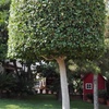 Dando forma a los arboles