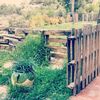 Talar 8 castaños de unos 7 metros cada uno