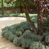 detalle plantación lavandas y pavimento de jabre