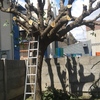 El árbol sin ramas