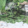 FLORACION NENUFARES