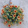 Gaillarda pulcella