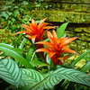 Guzmania