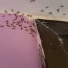 Hormigas