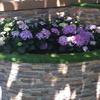 Hortensias