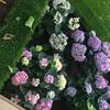 Hortensias - más colores para el jardín