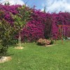 Desbrozar jardin y retirar pasto seco