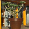 Jardinera Corten