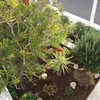 jardines