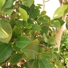 jardines