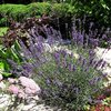 Lavanda
