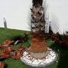 palmera