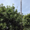 Palmera recien podada