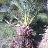 PALMERAS CANARIAS