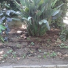 Parterre