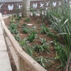 Parterre