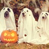 Perros vestidos de fantasmas