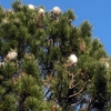 Retirada de avispero de jardin estoy buscando un servicio rapdido